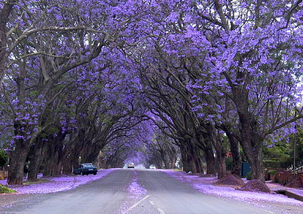 南非的蓝花楹林荫道.jpeg